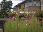 2008.9.コスモス 021.JPG